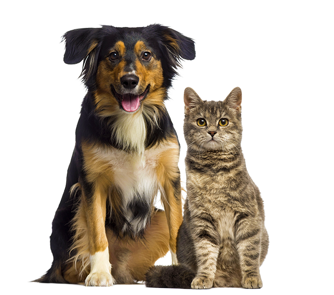 katten-honden-silly-cats-dogs