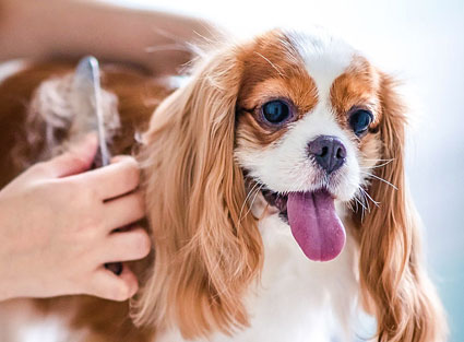 trimsalon-honden-silly-cats-dogs