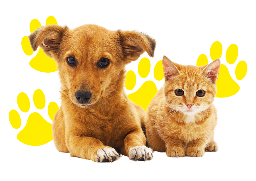 Silly-cats-dogs-herk-de-stad